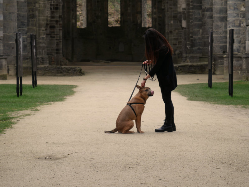 Les chiens à l'abbaye de Villers