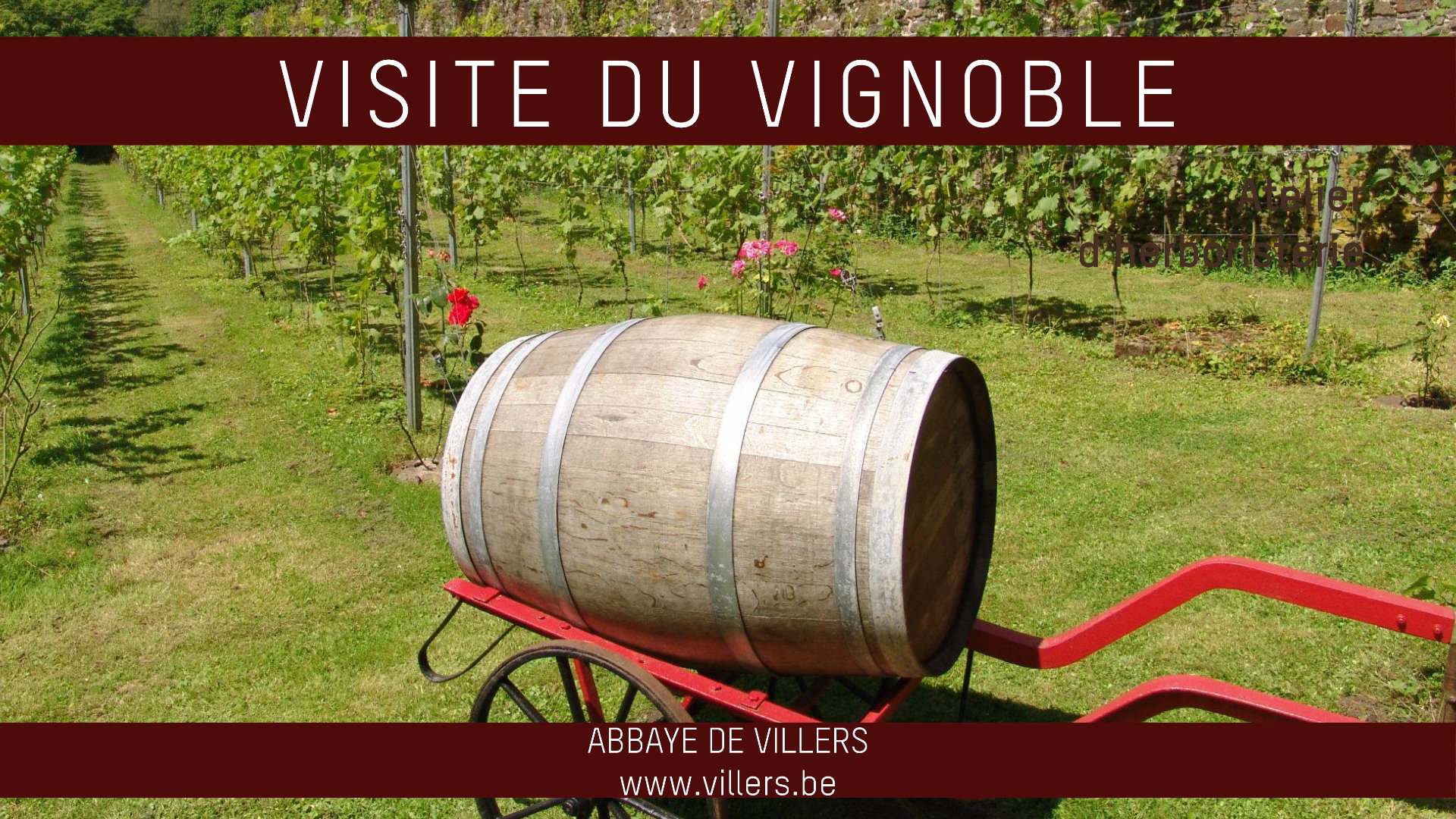 Le vignoble de l'abbaye de Villers